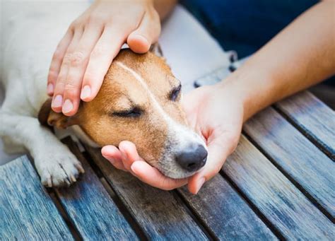 cachorro lambendo a bunda|Glândula Adanal de cães está inflamada:。